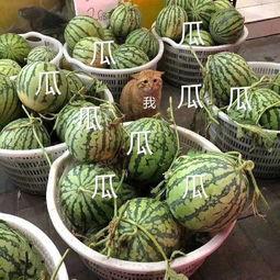 娱乐吃瓜的头像图片大全