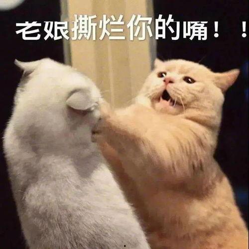 粉丝 表情包